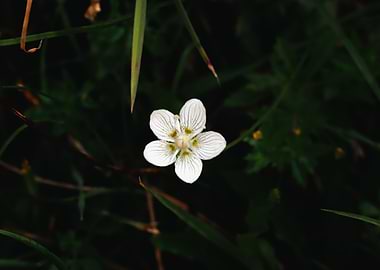 Parnassia palustris flower close-up