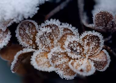 Frozen Hydrangea Flowers, Art Photography