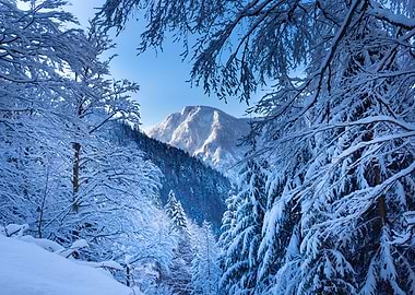 Snowy Mountain Forest Landscape