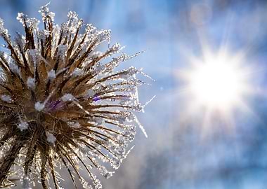 Frozen Thistle Against a Bright Sky