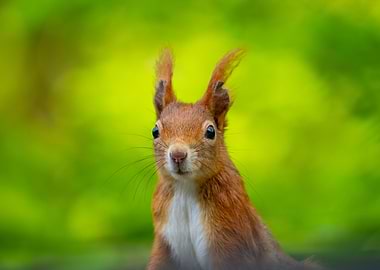 Squirrel Portrait with Green Background