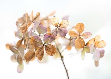 Dried Hydrangea Flower