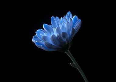 Blue Chrysanthemum on Black Background