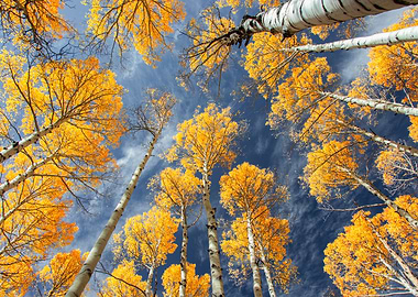 Aspen Trees and Blue Sky