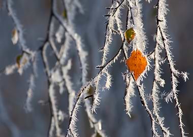 Frosty Branches with Autumn Leaf