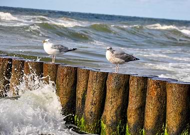 Seagulls on Wooden Breakwater with Waves