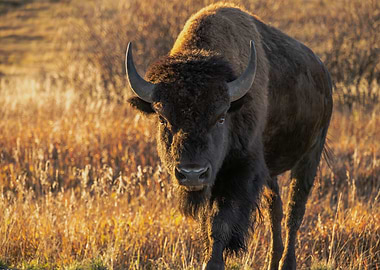 Bison in Golden Light