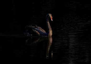 Black Swan on Dark Water