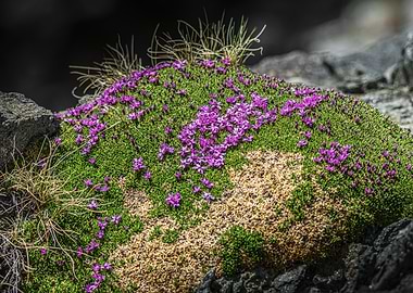 Cushion Pink Flowers (Silene acaulis) on Green Mossy Rock