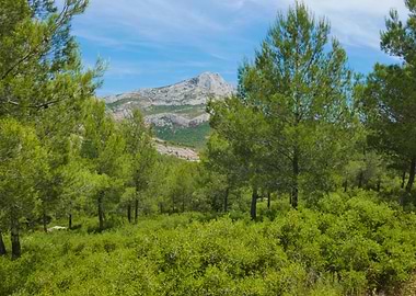 Mountain View Through Green Forest
