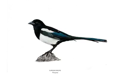 Eurasian Magpie Bird Illustration