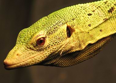 Green Tree Monitor Lizard Close-Up
