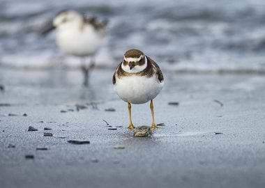 Birds on the beach