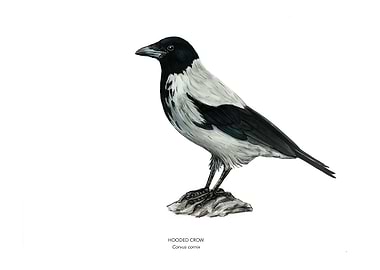 Hooded Crow Bird Illustration