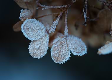 Frosted Hydrangea Bloom, Macro Photography