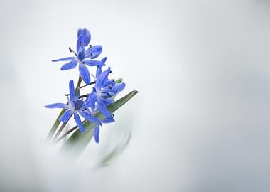Blue Scilla Flowers
