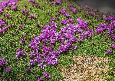 Cushion Pink Flowers (Silene acaulis) on Green Mossy Ground