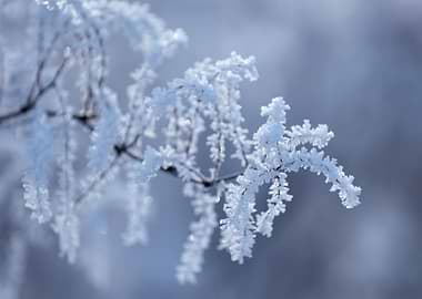 Frosty Branch in Winter, Macro Photography