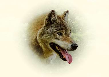 Wolf Portrait