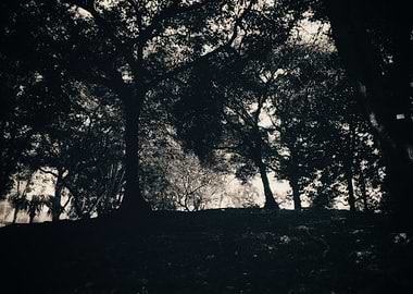 Monochrome Forest Silhouette