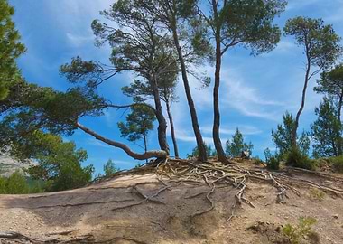Trees with exposed roots on hillside