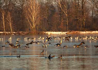 Ducks Flying Over Water in Winter