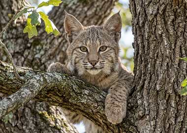 Bobcat in a Tree