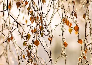 Frosty Autumn Leaves on Bare Branches