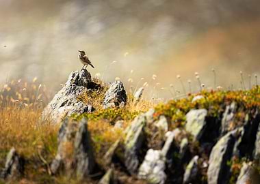 Bird on a Rock in Nature
