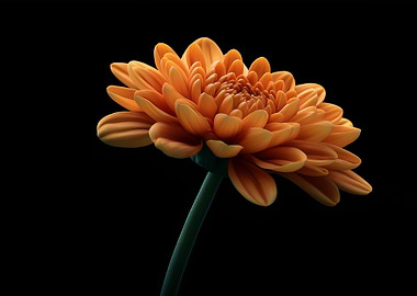 Orange Chrysanthemum on Black Background