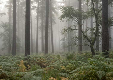 Misty Forest with Ferns