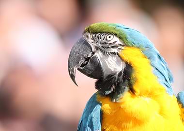 Blue and Yellow Macaw Portrait
