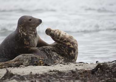 Grey Seal Couple Disagreement