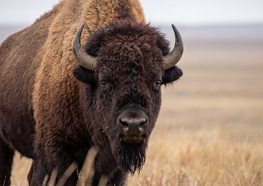 American Bison Portrait