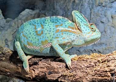 Chameleon on a branch