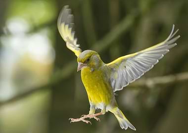 Greenfinch in Flight