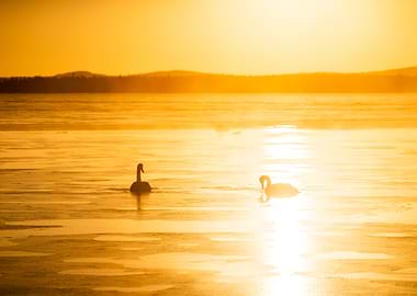 Golden Swans on Water at Sunset