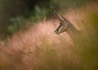 Chamois in Tall Grass