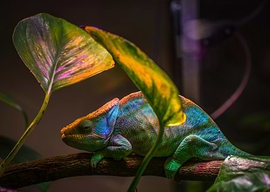 Colorful Chameleon on Branch