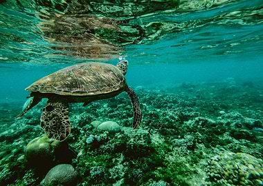 Sea Turtle Underwater