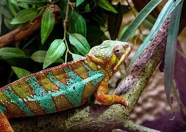 Colorful Chameleon on Branch