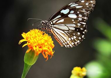 Butterfly on Orange Flower