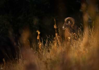 Majestic Mouflon in Golden Grass