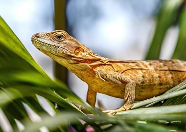 Brown Basilisk Lizard on Green Leaves