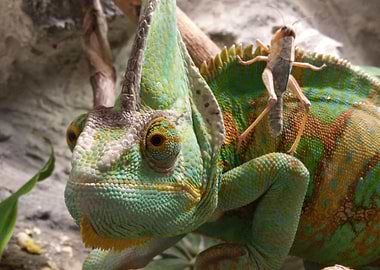 Chameleon with Grasshopper