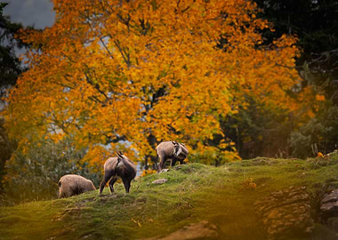Takin Grazing Under Autumn Tree