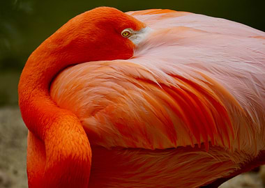 Flamingo Resting