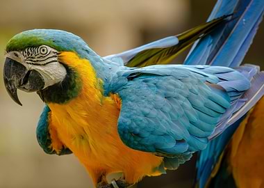 Blue and Gold Macaw Portrait