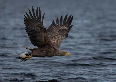 White-tailed Eagle in Flight with Prey