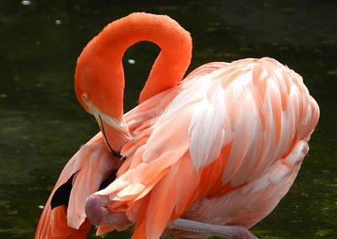 Flamingo Preening
